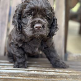 Red - Brown male Cocker Spaniel puppy in Palestine, Texas from Chocolate Cocker Spaniels