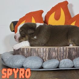 Australian Shepherd Puppies from Starlit Grove Australian Shepherds