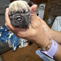 Chocolate fawn - Fawn and white female French Bulldog puppy in Summerville, Georgia from R&J Frenchie