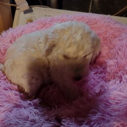 Poodle Puppies from Beverly Deornellis's Poodles