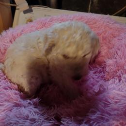 Poodle Puppies from Beverly Deornellis's Poodles