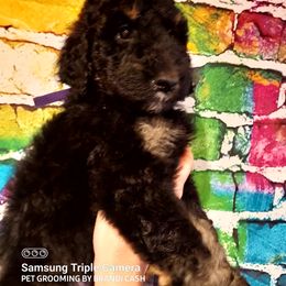 Girl 2 - Phantom Poodle puppy in Kentucky from Penny's Puppy Palace