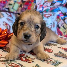 WASSAIL - Cream male Dachshund puppy in Moscow, Idaho from Bailiwick of Gurnsey