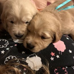 Golden Retriever Puppies from Rangel’s Adorable Golden Retrievers of Dallas Texas