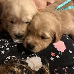 Golden Retriever Puppies from Rangel’s Adorable Golden Retrievers of Dallas Texas