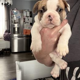 French Bulldog Puppies from Falco’s French Bulldogs