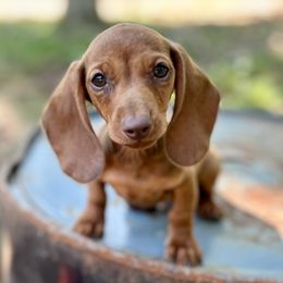 Boy 2 - Chocolate and tan Dachshund puppy in Luther, Oklahoma from LutherLongDogs