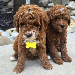 Red Boy Teddy - Red  male Goldendoodle puppy in Bristol, Tennessee from 4goldendoodles