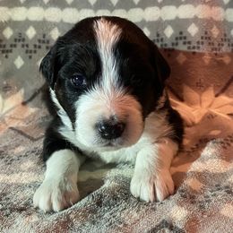 Boy 1 Winchester - Aussiedoodle puppy in Washington County, Tennessee from Southern Roots Kennel