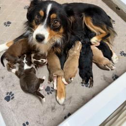 Aussiedoodle puppies from V5 Aussies