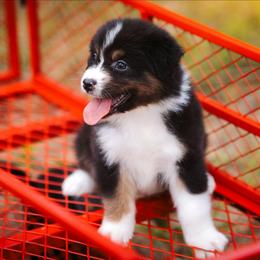 Jasmine - Black tri-color female Australian Shepherd puppy in Georgetown, Texas from River Reign Australian Shepherds