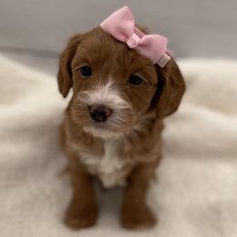 Hazel - Red  female Goldendoodle puppy in Kansas City, Kansas from Bella & Ivy’s Mini Goldendoodles of KC