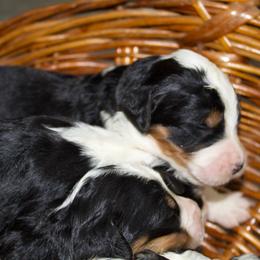 Male 5 - Tri-color male Bernedoodle puppy in Belgreen, Alabama from Scott’s Farm Poodles and Doodles