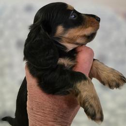Hades - Black and tan male Dachshund puppy in Tonopah, Arizona from Desert Diamond Dachshunds