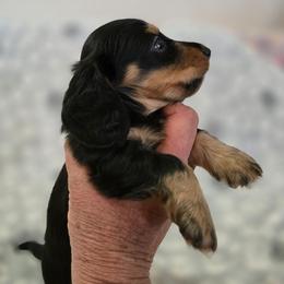 Hades - Black and tan male Dachshund puppy in Tonopah, Arizona from Desert Diamond Dachshunds