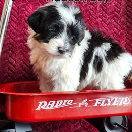 Hudson - Black and white male Portuguese Water Dog puppy in Narvon, Pennsylvania from Prized Family Porties