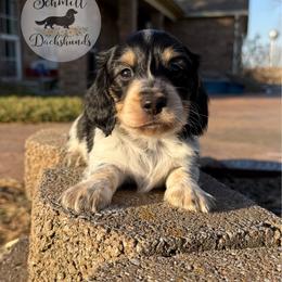 Valen - Piebald male Dachshund puppy in Ramona, Oklahoma from Schmitt Dachshunds