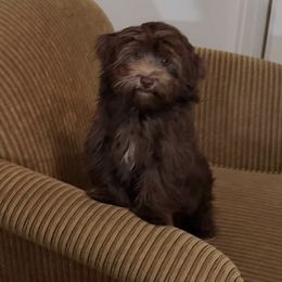 Havanese from Hearts of Joy Havanese