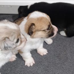 Owl - Sable and white female American Corgi puppy in Ellensburg, Washington from Faery Mount Farm
