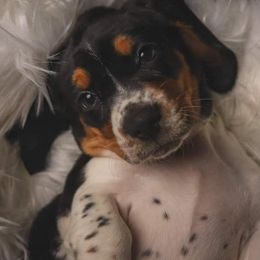 Basset Hounds from Southern Kissed Bassets