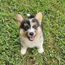 Fluffy Blue merle boy - Blue merle and white male American Corgi puppy in Tennessee from Voneida Collies & Corgis