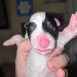 Female pup 2 - White and black female Smooth Fox Terrier puppy in Lake City, Florida from Providence Kennels
