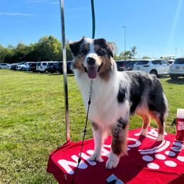 Australian Shepherd Puppies from Grand Ridge Australian Shepherds