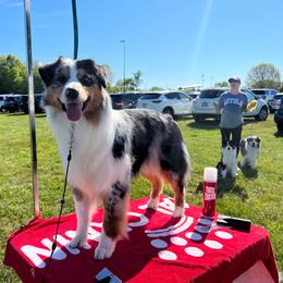 Australian Shepherd Puppies from Grand Ridge Australian Shepherds