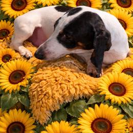Valentine - Dachshund