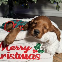 Jack the Christmas Eve Puppy - Mahogany male Irish Setter puppy in Orem, Utah from Rocky Mountain Irish Setters