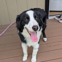 Atlas - Black & white male Australian Shepherd puppy in Citra, Florida from AEW Farm