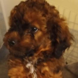 Violet - Brown female Cavapoo puppy in East Providence, Rhode Island from Marta's Cavaliers