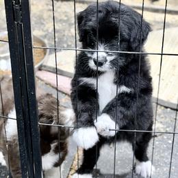 Skyride - Black and white male Aussiedoodle puppy in Hope, Indiana from Little Hawcreek Doodles