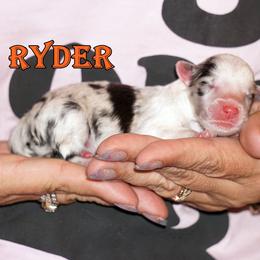 RYDER- Bi Blue Boy - Blue merle male Toy Shetland Sheepdog puppy in Frazeysburg, Ohio from Mountain High Kennels