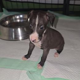 Large Blaze Boy - Sable male Italian Greyhound puppy in Frostproof, Florida from Quality Italian Greyhounds