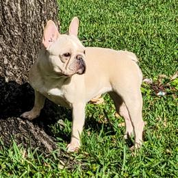 Nova - French Bulldog