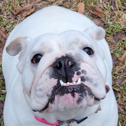 Maggie - Bulldog