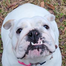 Maggie - Bulldog