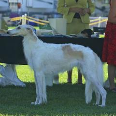 Borzoi All Grown Up from Kelcorov