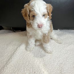 Aussiedoodle Puppies from Sweet AZ Doodles