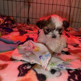Mike - Gold and white male Shih Tzu puppy in Huber Heights, Ohio from Little Healthy Purebred Pups