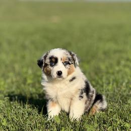 Buckle - Blue merle female Australian Shepherd puppy in Argyle, Iowa from Country Time Kennels