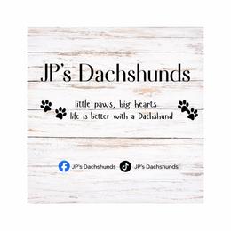 AKC Girl 1 - Red female Dachshund puppy in Sumrall, Mississippi from JP’s Dachshunds