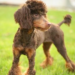 Java - Poodle