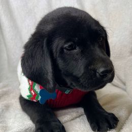 Hawk - Black male Labrador Retriever puppy in Grants Pass, Oregon from KnR Antler Dogs