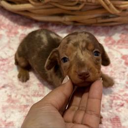 Valentina - Dapple female Dachshund puppy in Magnolia, Texas from Carrie’s Countryside Dachshunds