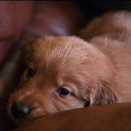 Golden Retriever Puppies from TimberPineGoldens