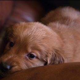 Golden Retriever Puppies from TimberPineGoldens