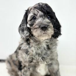 Ranger - Merle male Goldendoodle puppy in Calhoun, Georgia from FamilyLoved Doodles
