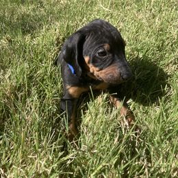 Blue girl - Black and tan female Black and Tan Coonhound puppy in Pueblo, Colorado from BT Coonhound